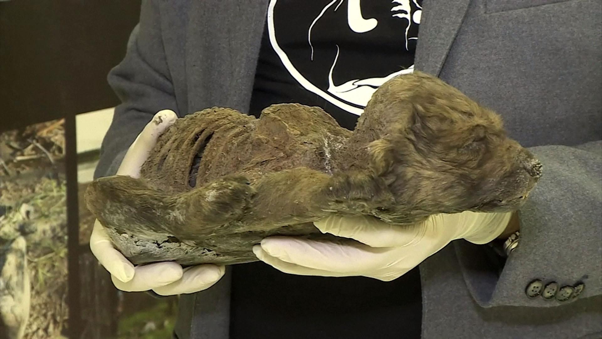 18,000-year-old puppy found remarkably preserved in permafrost