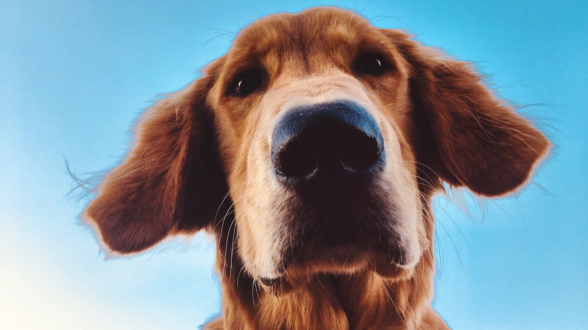 Dogs can 'see' with their noses, study suggests