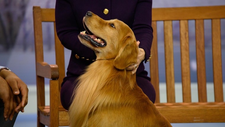 Meet Daniel The Golden Retriever Who Stole Hearts At Westminster