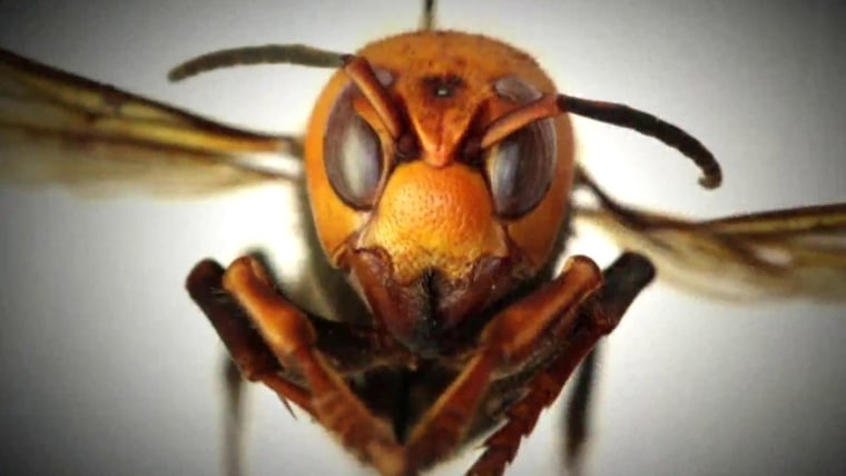 Murder Hornets The Asian Giant Hornet Invasion Becomes Latest